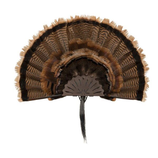 Allen EZ Mount Turkey Fan Display Brown - Precision Shot Firearms