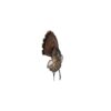 Avian-X Trophy Tom Turkey Decoy - Precision Shot Firearms