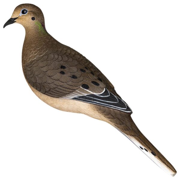 Avian APX Full Body Dove Decoys 6/ct - Precision Shot Firearms