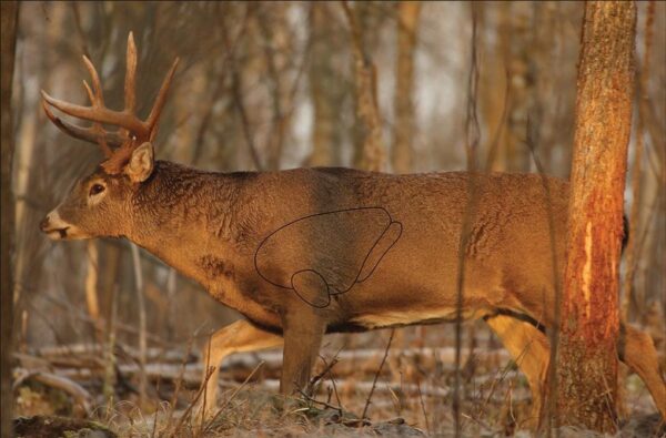 Birchwood Casey Eze-Scorer Targets Whitetail Deer Target 23"x35" 2/Pack - Precision Shot Firearms