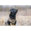 Rig 'Em Right Bloodline Elite Dog Vest Optifade Timber M - Precision Shot Firearms