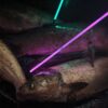 Muzzy Sabre Lighted Bowfishing Arrows w/Carp Point - Precision Shot Firearms