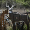 GlenDel Pre-Rut Buck w/ 4-Sided Insert - Precision Shot Firearms