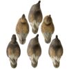 Higdon Outdoors Standard Gadwall Foam Filled 6pk - Precision Shot Firearms