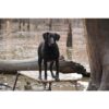 MOmarsh Dog Final Stand - Precision Shot Firearms