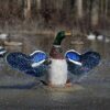 Higdon Outdoors XS Splashing Flasher Mallard Drake Moving Decoy 12V with Timer - Precision Shot Firearms