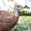 Primos Photoform Leading Hen Turkey Decoy - Precision Shot Firearms