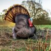 Primos Photoform Strutter Turkey Decoy - Precision Shot Firearms