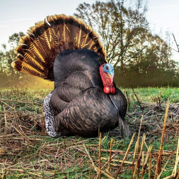 Primos Photoform Strutter Turkey Decoy - Precision Shot Firearms