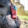 Primos Photoform Strutter Turkey Decoy - Precision Shot Firearms