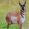 Montana Decoy Co Antelope Buck Decoy - Precision Shot Firearms