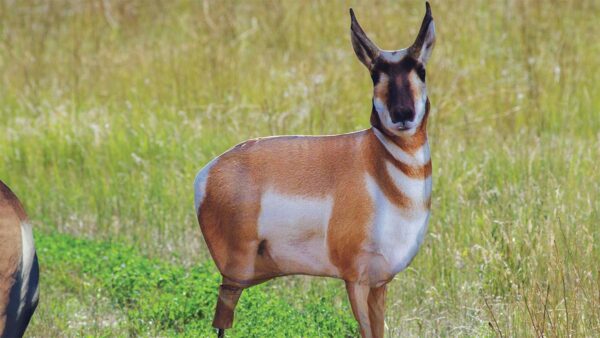 Montana Decoy Co Antelope Buck Decoy - Precision Shot Firearms
