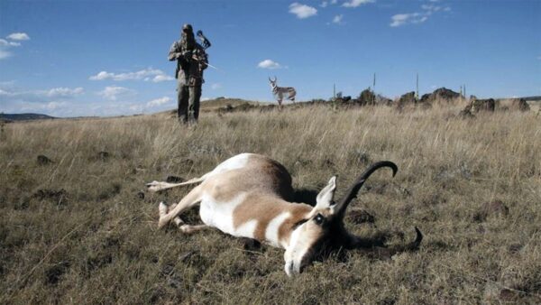 Montana Decoy Co Antelope Buck Decoy - Precision Shot Firearms