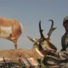 Montana Decoy Co Antelope Buck Decoy - Precision Shot Firearms