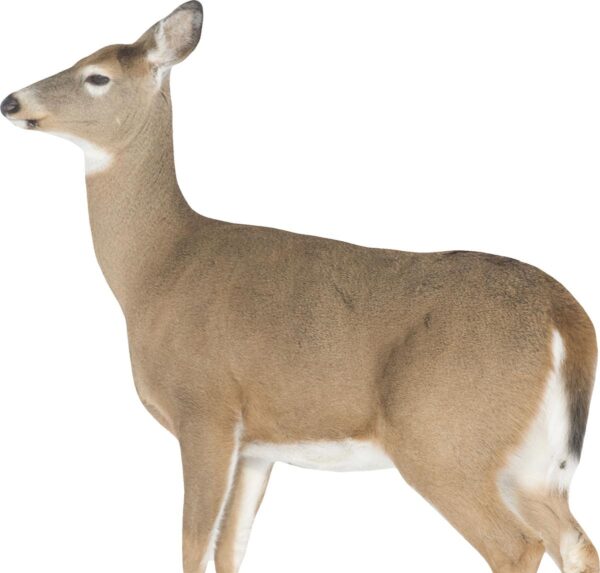 Montana Decoy Co Dreamy Doe Decoy - Precision Shot Firearms