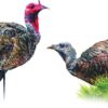 Montana DecoyCo PurrFect Pair XD Turkey Combo - Precision Shot Firearms
