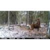 Spypoint FLEX-DARK Cellular Trail Camera - Precision Shot Firearms