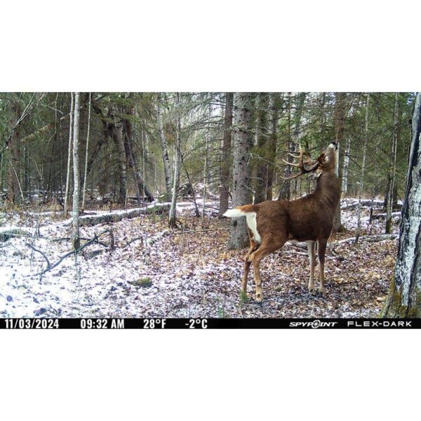 Spypoint FLEX-DARK Cellular Trail Camera - Precision Shot Firearms