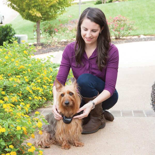 PetSafe Free to Roam Receiver Collar - Precision Shot Firearms