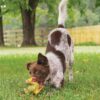 PetSafe Sportsmen Latex Meeze Turkey - Precision Shot Firearms
